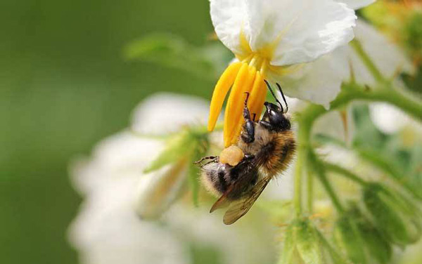 像蜜蜂一樣勤勞還有哪些動物 什麼動物像蜜蜂一樣勤勞