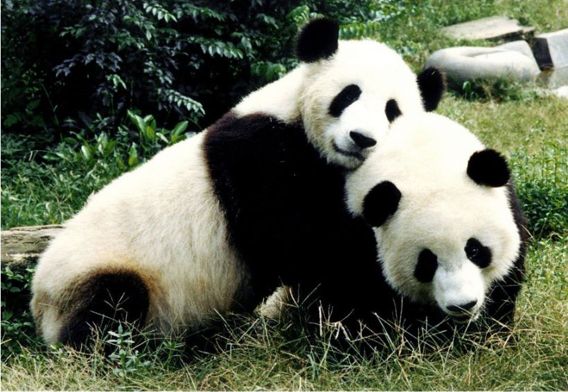 大熊貓現在是幾級保護動物 大熊貓保護動物等級