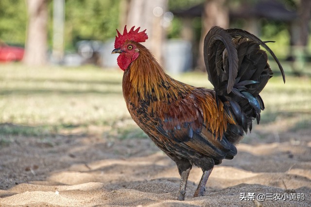 雞是卵生動物嗎 雞屬於胎生動物嗎