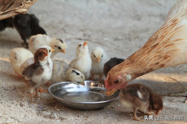 雞是卵生動物嗎 雞屬於胎生動物嗎