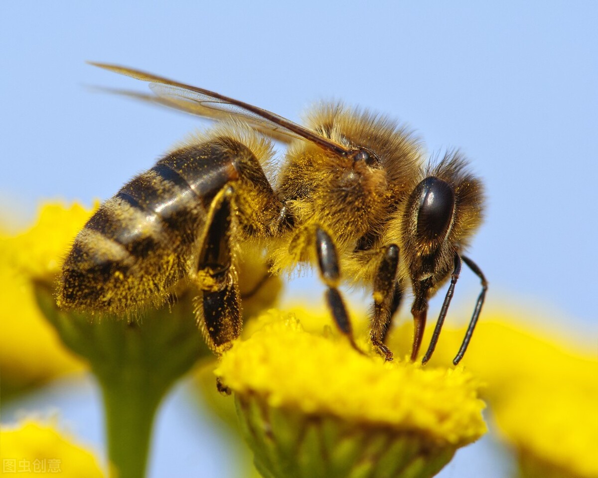 蜜蜂屬於什麼動物 蜜蜂是昆蟲嗎