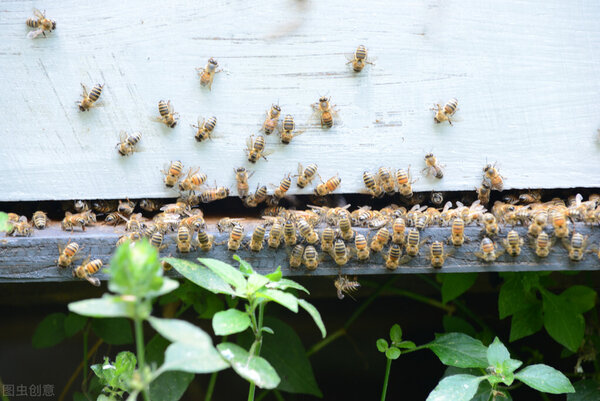蜜蜂屬於什麼動物 蜜蜂是昆蟲嗎