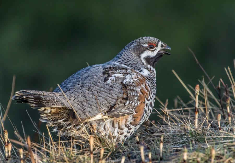 野生飛龍鳥多少錢一隻 幾級保護動物