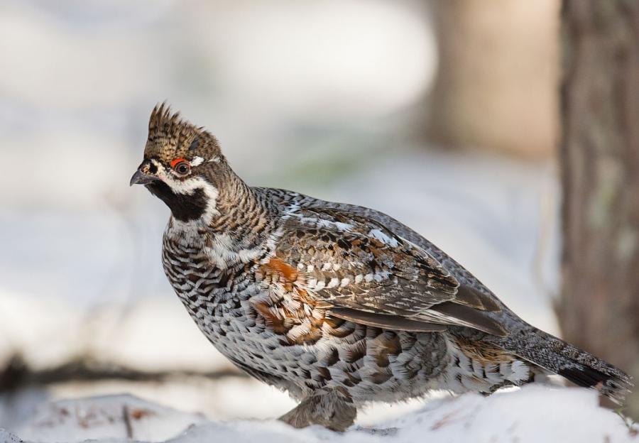 野生飛龍鳥多少錢一隻 幾級保護動物