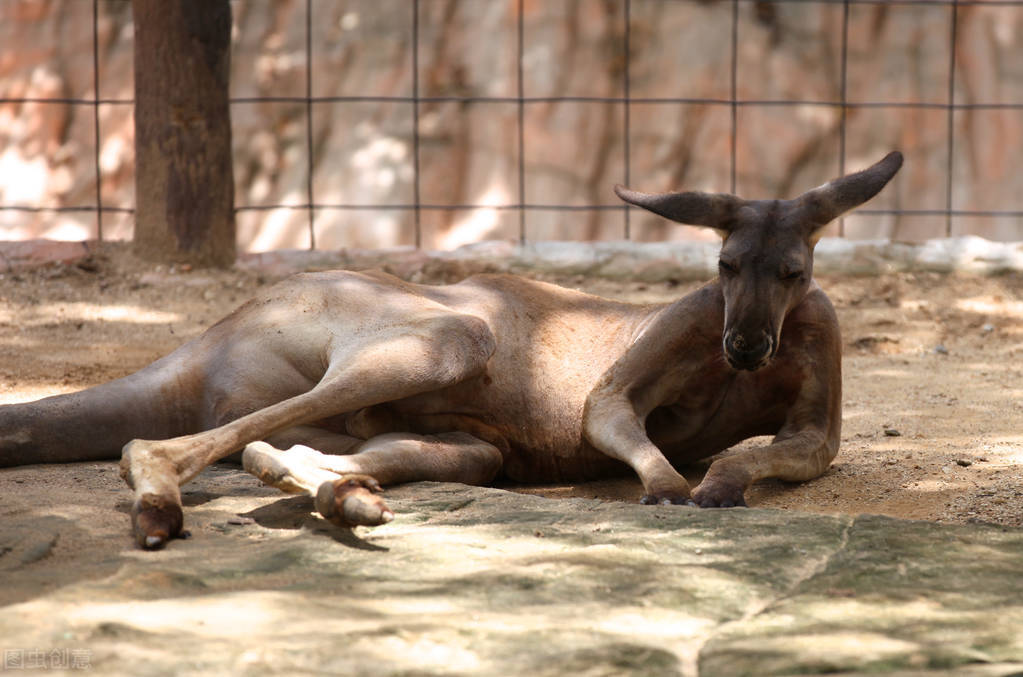 袋鼠是獸類動物嗎 袋鼠是哺乳動物嗎