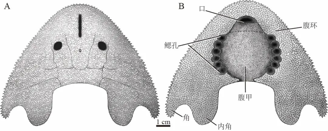 魔鬼魚是國傢保護動物嗎 魔鬼魚屬於什麼類動物