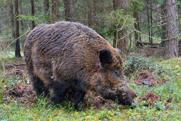 野豬是保護動物嗎屬於幾級保護動物