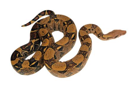 蛇屬於什麼科類動物 蛇是什麼綱動物
