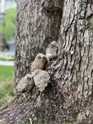 貓頭鷹是國傢保護動物嗎 幾級保護動物