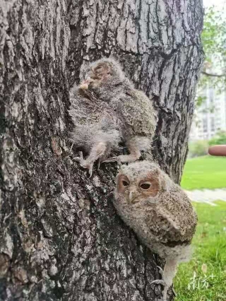 貓頭鷹是國傢保護動物嗎 幾級保護動物