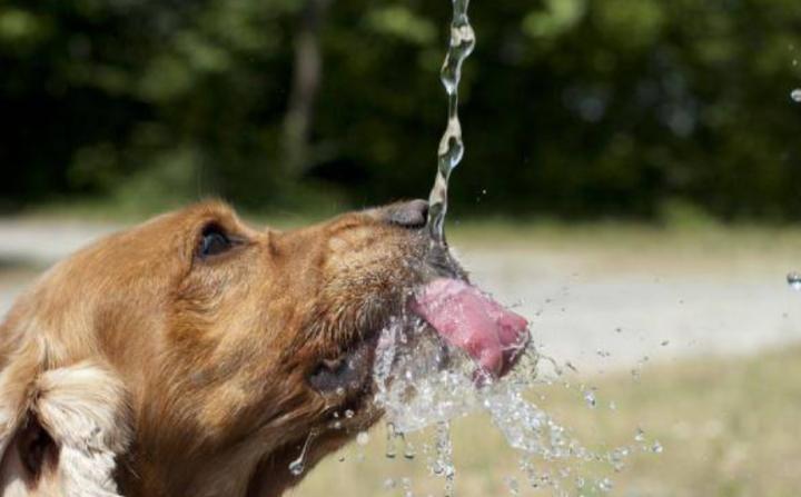 狗狗喝水多尿多咋回事 小狗頻繁喝水尿特別多怎麼辦