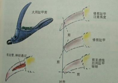 剪到狗狗血線幾天恢復 寵物狗血線剪破怎麼止血