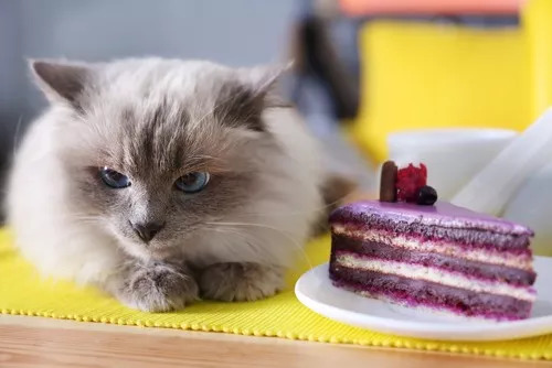 貓能吃奶油蛋糕嗎 寵物貓吃奶油蛋糕會怎麼樣