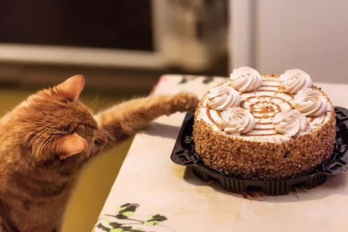 貓能吃奶油蛋糕嗎 寵物貓吃奶油蛋糕會怎麼樣