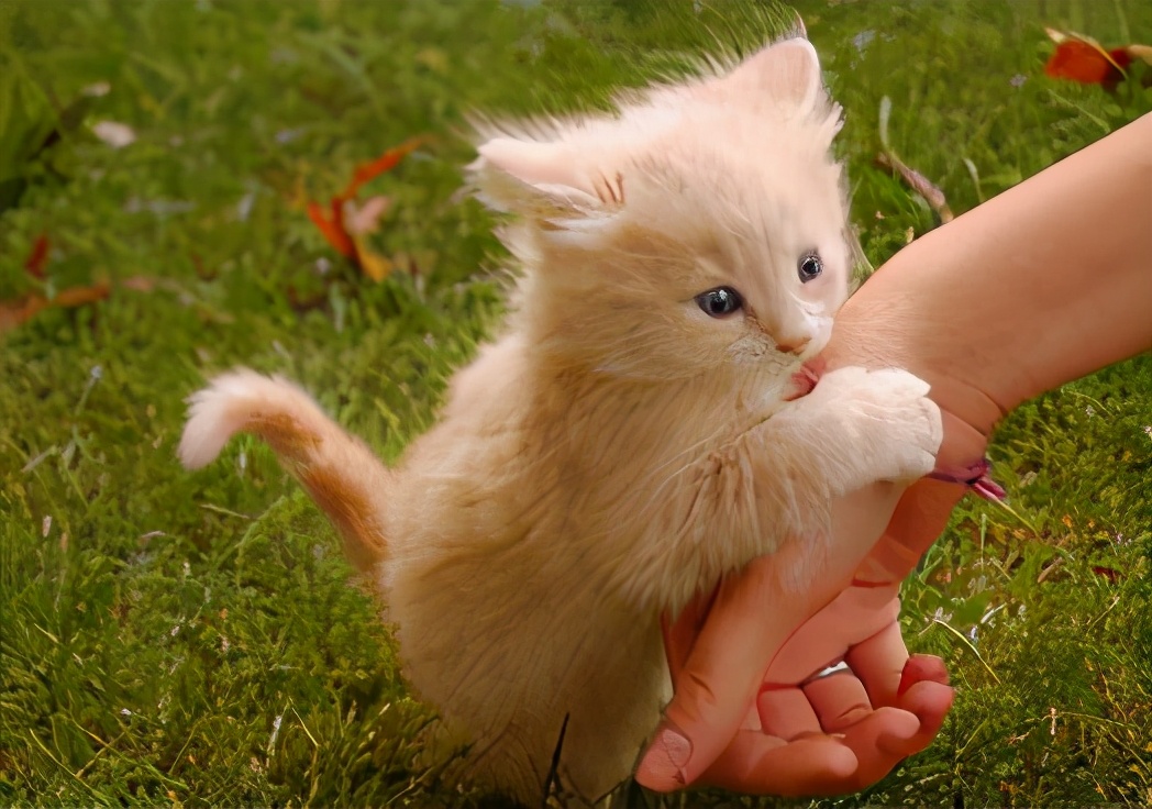 貓咪舔你的手代表什麼 貓主動舔你的手指是怎麼回事
