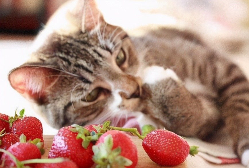 寵物貓可以吃草莓嗎 兩個月幼貓怎麼吃草莓