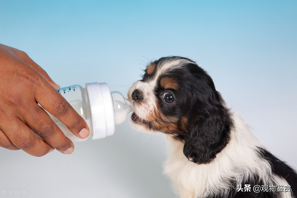 小狗喝純牛奶可以嗎 狗崽子喝純牛奶怎麼補救