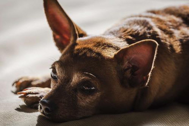 如何訓練小鹿犬 純種小鹿犬不聽話 該怎麼訓練