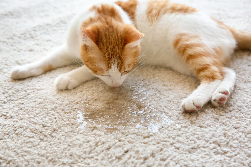 貓咪突然尿頻每次隻尿一點 寵物貓頻繁小便且尿少怎麼回事