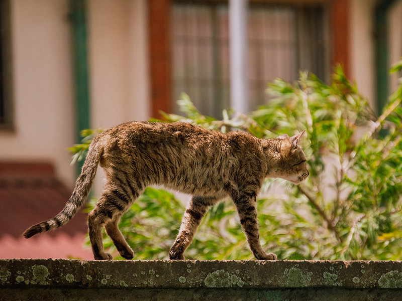 流浪貓可以喂什麼 路邊的野貓吃哪些食物