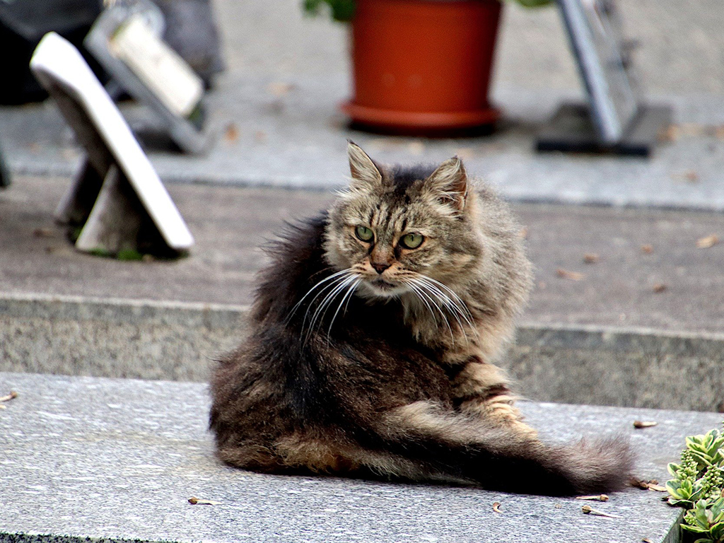 流浪貓可以喂什麼 路邊的野貓吃哪些食物