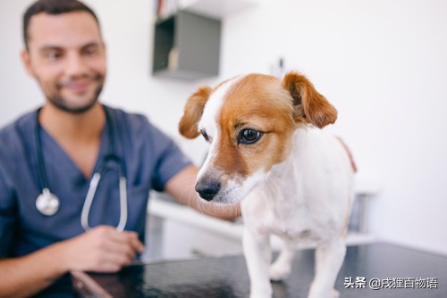 狗狗打完疫苗多久可以驅蟲 驅蟲和疫苗要間隔幾天