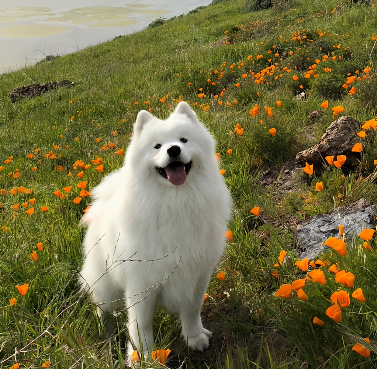 薩摩耶屬於中型犬還是大型犬 為什麼很多人喜歡薩摩耶