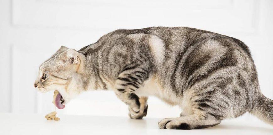 貓咪吃瞭貓糧吐瞭怎麼回事 小貓咪吃貓糧嘔吐是什麼原因