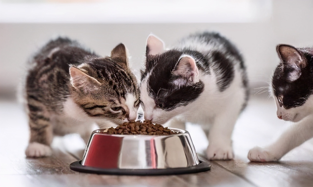 貓咪吃瞭貓糧吐瞭怎麼回事 小貓咪吃貓糧嘔吐是什麼原因