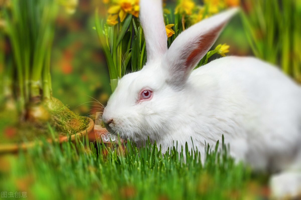 兔子可以吃玉米嗎 兔子可以長期吃吃煮熟的玉米棒嗎