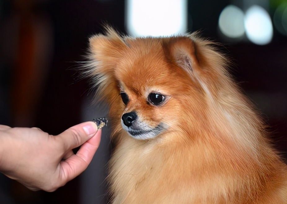 博美犬的訓練方法 博美犬訓練的6大基本要點