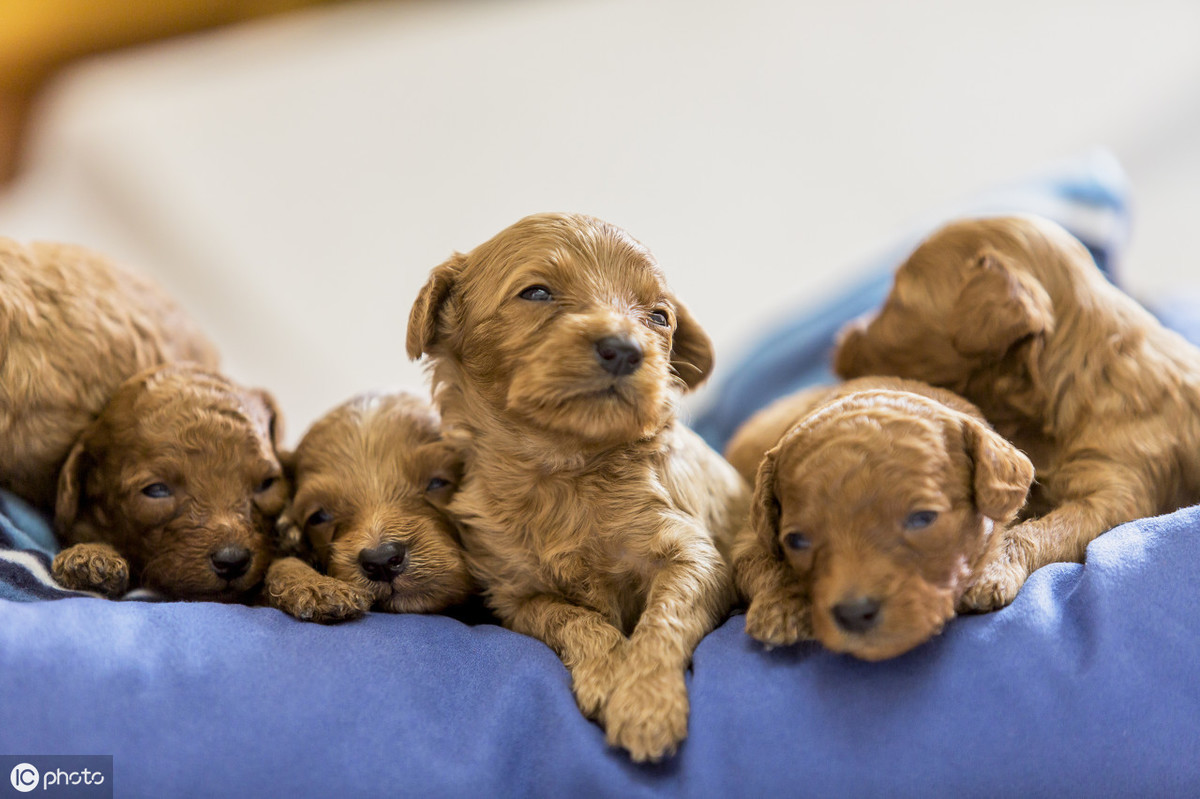 純種泰迪犬價格多少錢一隻 正宗泰迪幼犬最便宜的價格