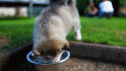 狗狗脫水的癥狀 狗狗脫水嚴重有哪些表現
