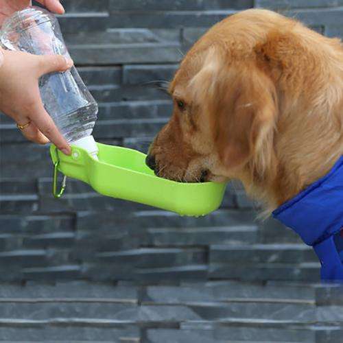 狗狗脫水的癥狀 狗狗脫水嚴重有哪些表現
