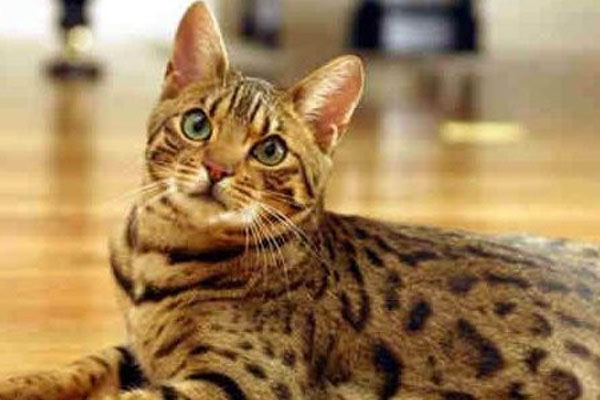 孟加拉貓一般多少錢 印度孟加拉寵物貓什麼價格