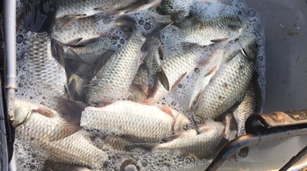 釣鯉魚鯽魚用什麼餌料最好 冬天野釣鯽魚什麼魚餌最好釣