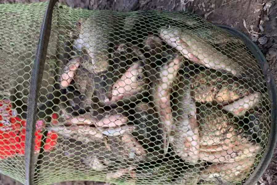 現在釣鯽魚用什麼餌最好 用什麼魚餌釣鯽魚最好