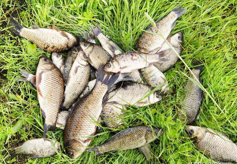 用什麼餌料釣鯽魚最好 冬天專釣大鯽魚特效餌料