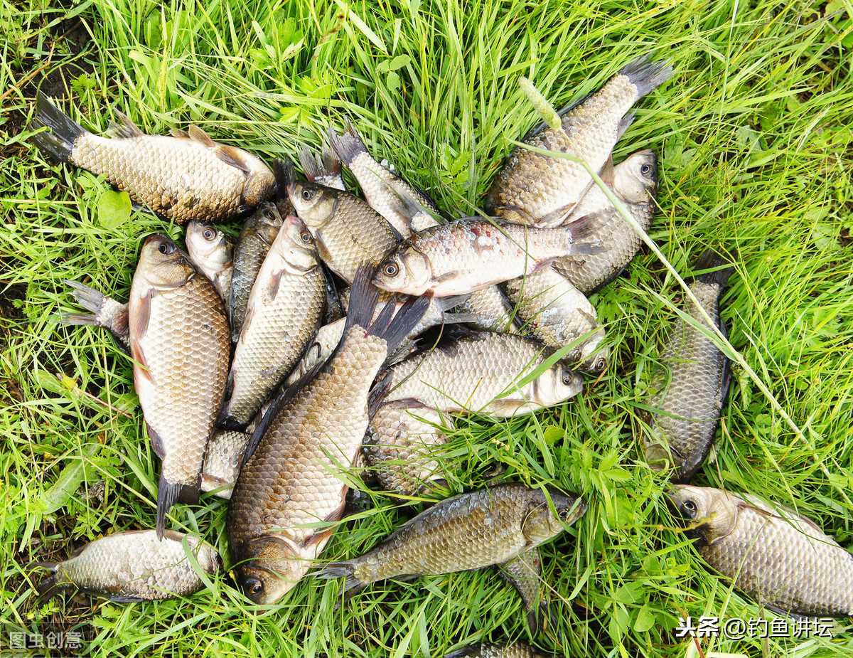 用什麼餌料釣鯽魚最好 冬天專釣大鯽魚特效餌料