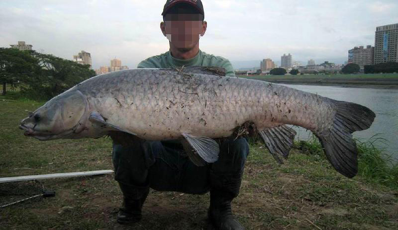 冬季黑坑釣滑口青魚絕招 冬季黑坑滑口青魚的釣法