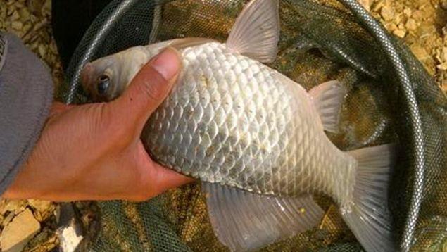 夏天用什麼餌料釣鯽魚最好 夏季釣鯽魚用哪些餌料配方