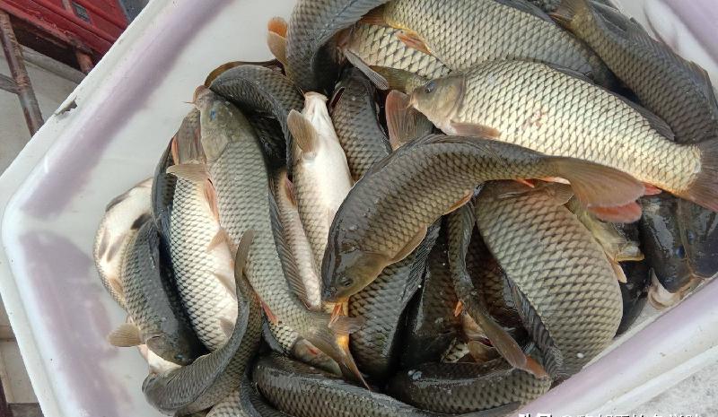 黑坑冬釣鯉魚餌料配方 冬季黑坑鯉魚餌料怎麼選