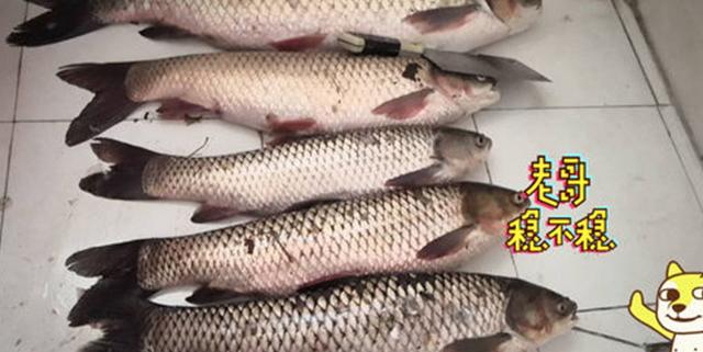 釣鯽魚鯉魚的餌料配方 野釣鯽鯉最佳餌料配方