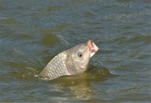 垂釣鯉魚用什麼餌料 河裡野釣鯉魚用什麼魚餌最有效