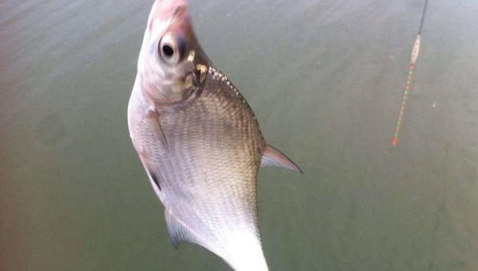 冬天釣鯿魚的絕招 冬天怎麼釣鯿魚用什麼餌料最好