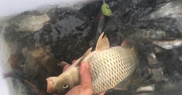 冬季用什麼釣鯉魚最好 初冬黑坑野釣鯉魚用什麼味餌料打窩