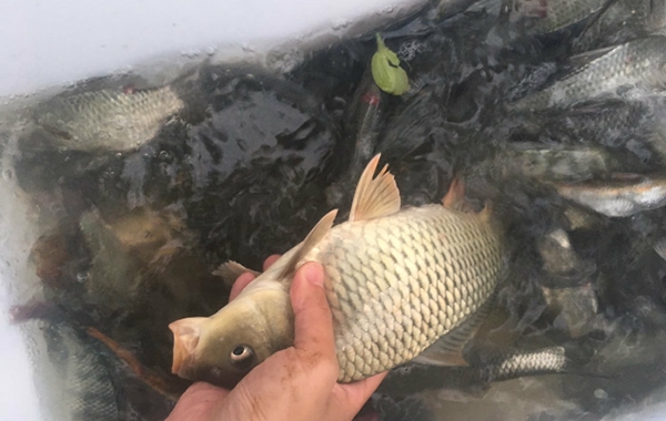 冬季用什麼釣鯉魚最好 初冬黑坑野釣鯉魚用什麼味餌料打窩