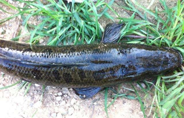 雷蛙釣黑魚教程視頻 釣黑魚的雷蛙用多少克比較好