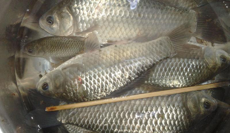 釣小鯽魚用什麼餌好 野釣小鯽魚的竅門