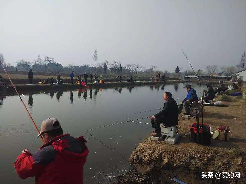 冬天黑坑怎麼釣青魚 黑坑釣青魚用什麼餌料最好